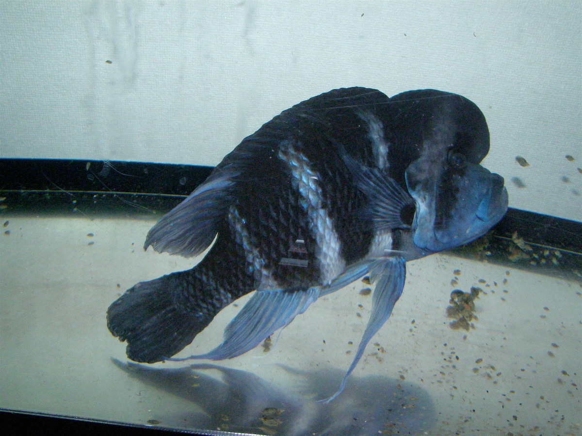 Cyphotilapia frontsose キフォティラピア フロントーサ