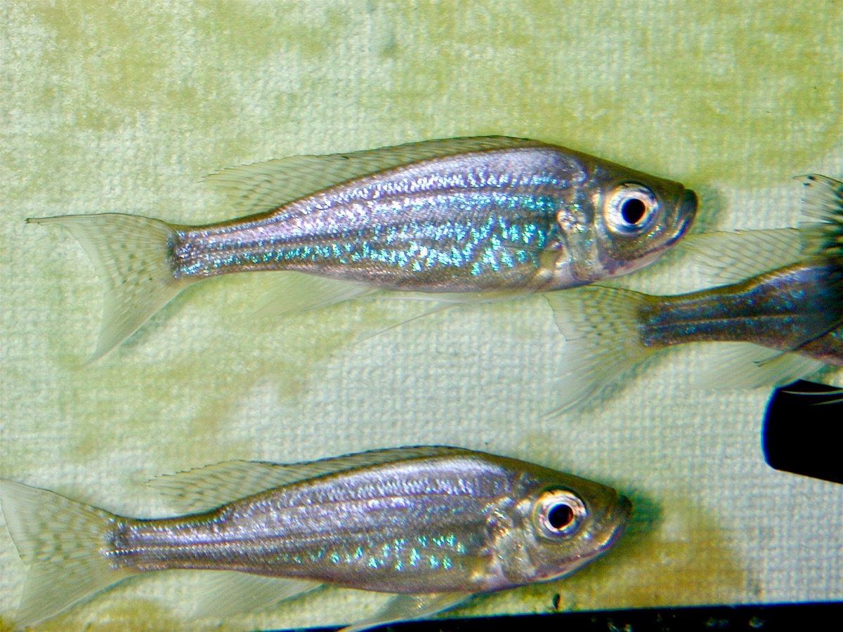 ハプロタクソドン　ミクロレピス　キピリ Haplotaxodon microlepis Kipili