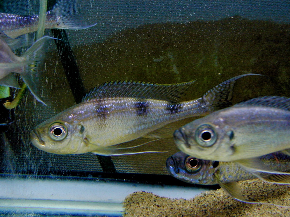 ハプロタクソドン　ミクロレピス　キピリ Haplotaxodon microlepis Kipili