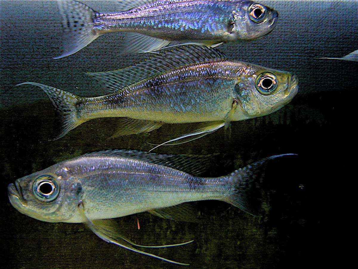 ハプロタクソドン　ミクロレピス　キピリ Haplotaxodon microlepis Kipili