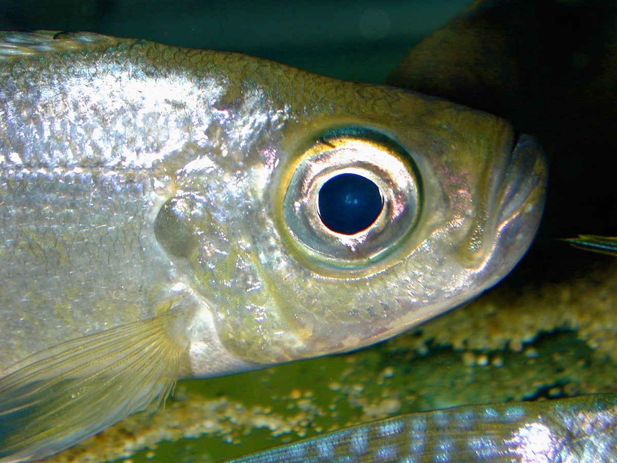 ハプロタクソドン　ミクロレピス　キピリ Haplotaxodon microlepis Kipili