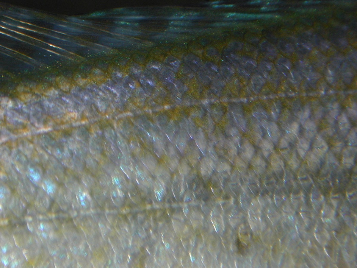 ハプロタクソドン　ミクロレピス　キピリ Haplotaxodon microlepis Kipili