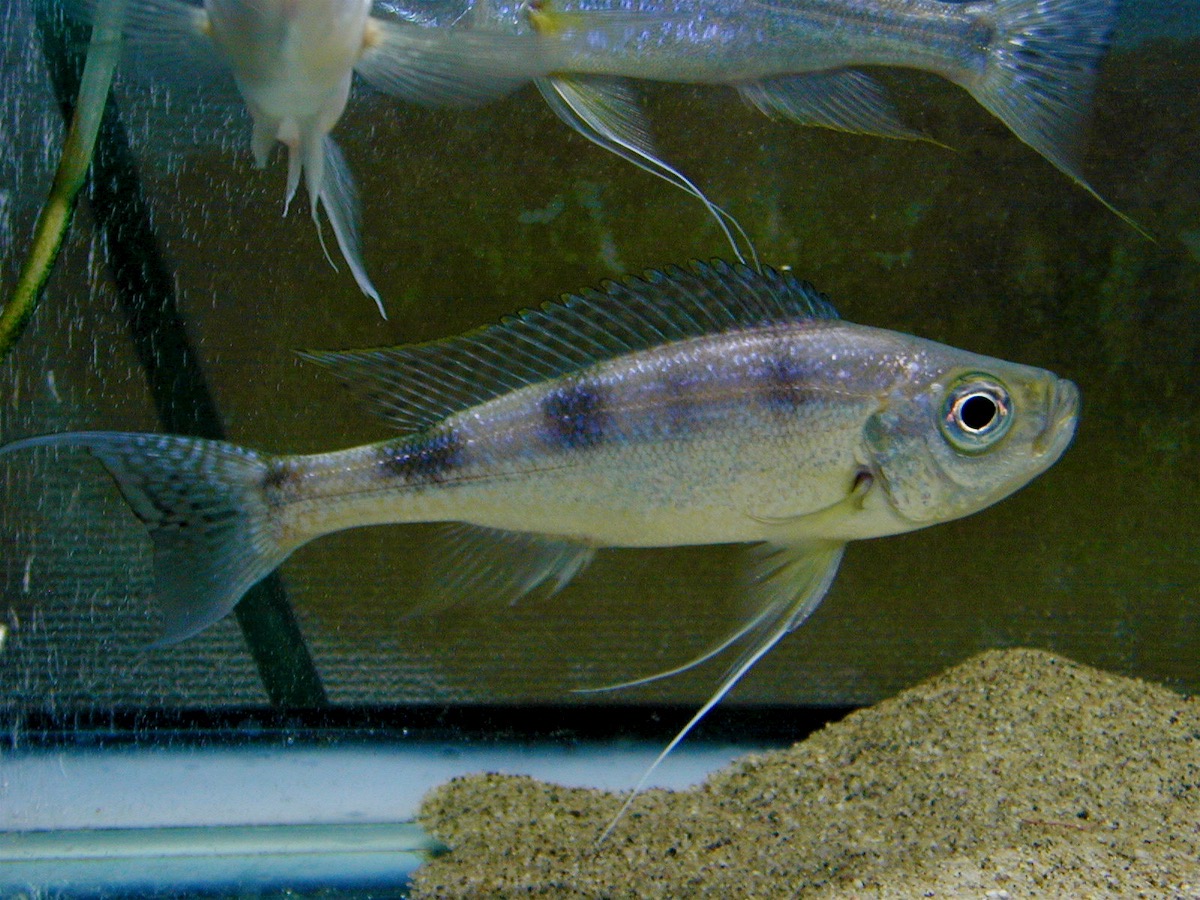 ハプロタクソドン　ミクロレピス　キピリ Haplotaxodon microlepis Kipili