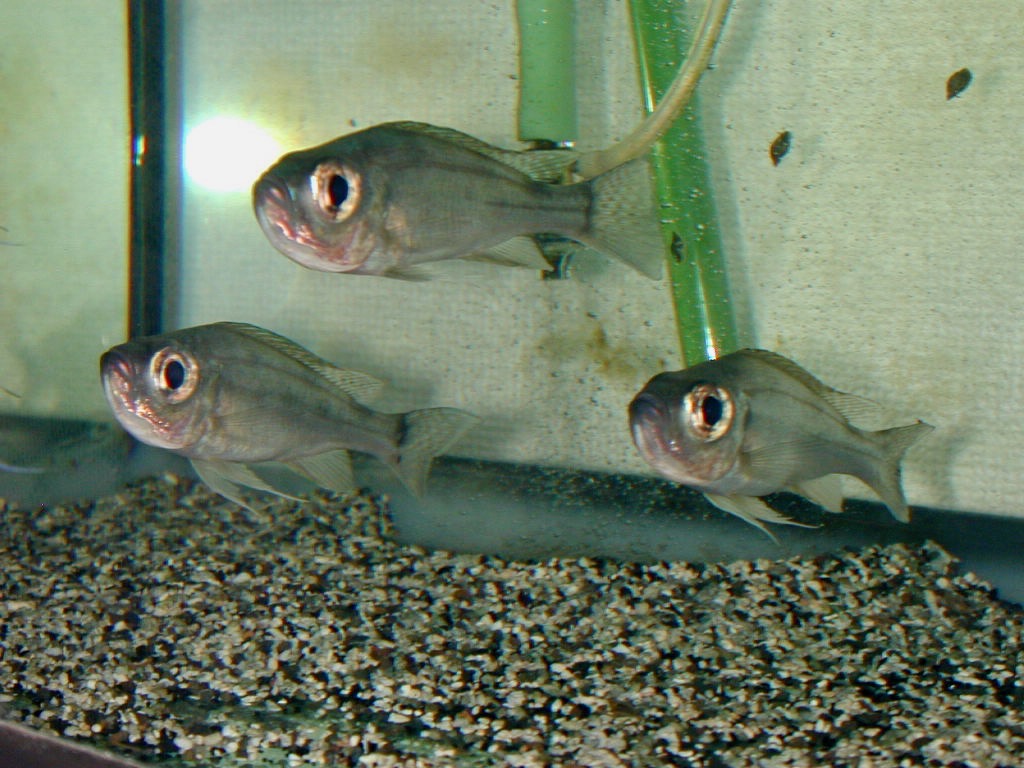 ハプロタクソドン　ミクロレピス　キピリ Haplotaxodon microlepis Kipili