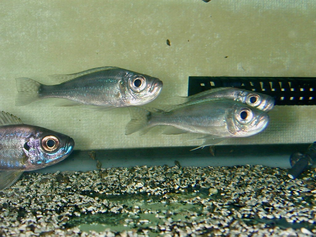 ハプロタクソドン　ミクロレピス　キピリ Haplotaxodon microlepis Kipili