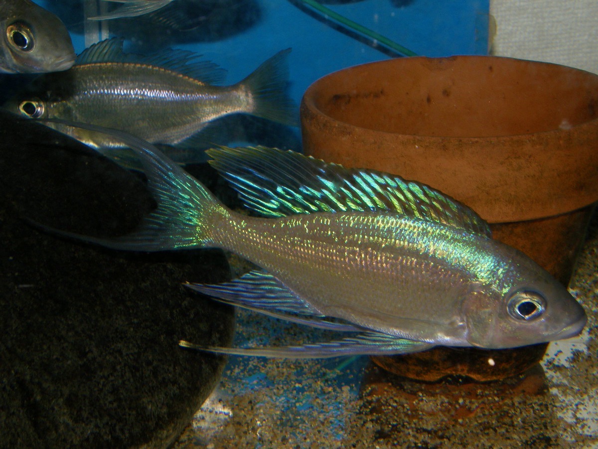 キアソファリンクス　フォアイ　モリロ　繁殖 Cyathopharynx foae (foai) Moliro breeding