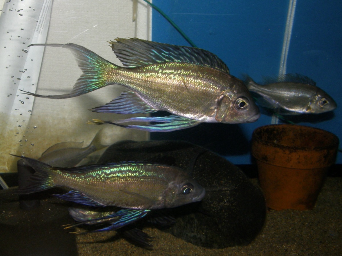 キアソファリンクス　フォアイ　モリロ　繁殖 Cyathopharynx foae (foai) Moliro breeding