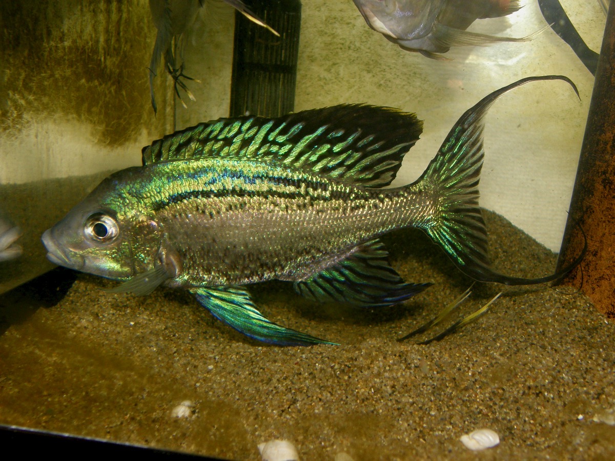 キアソファリンクス　フォアイ　モリロ　繁殖 Cyathopharynx foae (foai) Moliro breeding