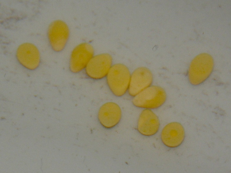 キアソファリンクス　フォアイ　モリロ　卵 Cyathopharynx foae (foai) Moliro egg