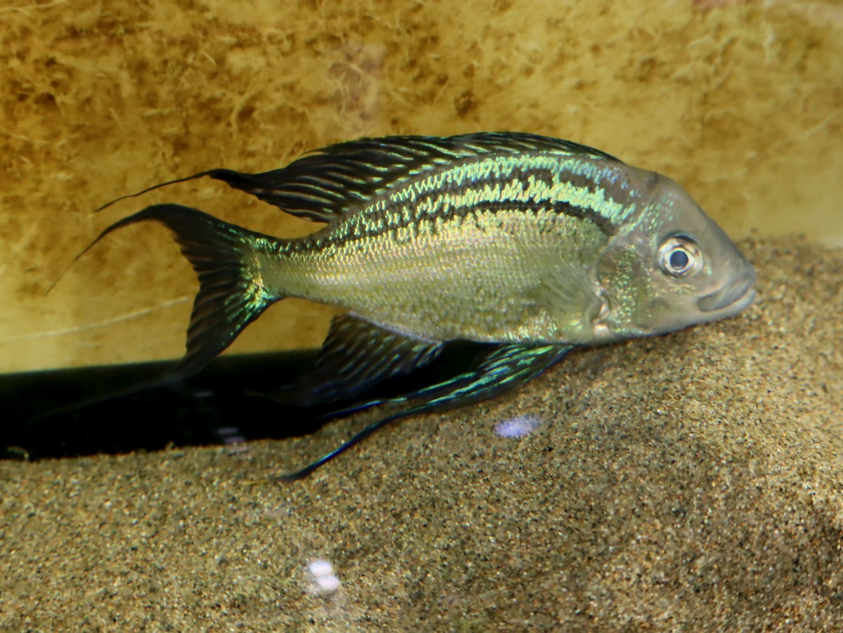 キアソファリンクス　フォアイ　モリロ　繁殖 Cyathopharynx foae (foai) Moliro breeding