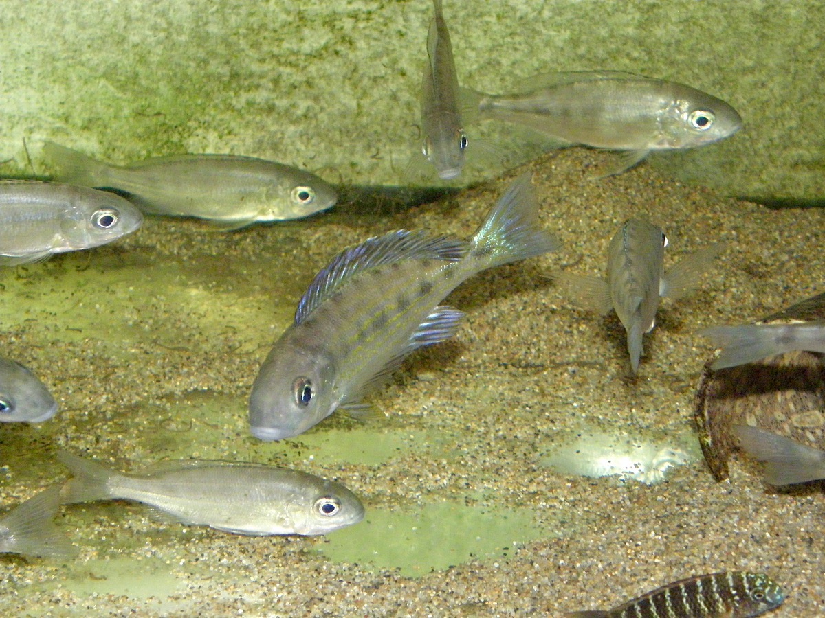 キアソファリンクス　フォアイ　モリロ　繁殖 Cyathopharynx foae (foai) Moliro breeding