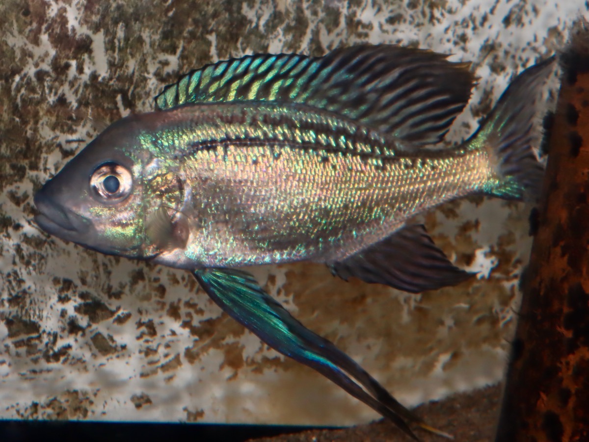 キアソファリンクス　フォアイ　モリロ　繁殖 Cyathopharynx foae (foai) Moliro breeding