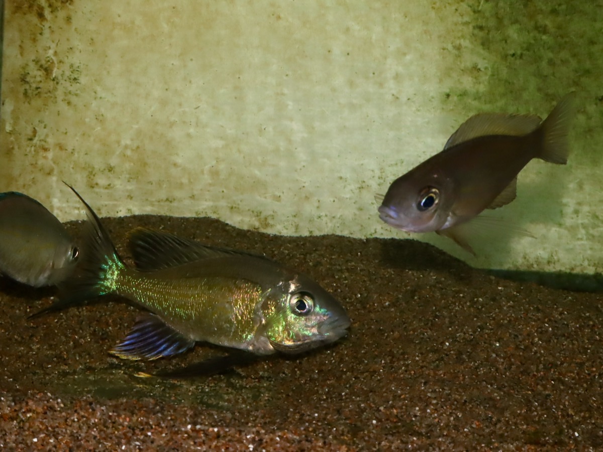 キアソファリンクス　フォアイ　モリロ　繁殖 Cyathopharynx foae (foai) breeding