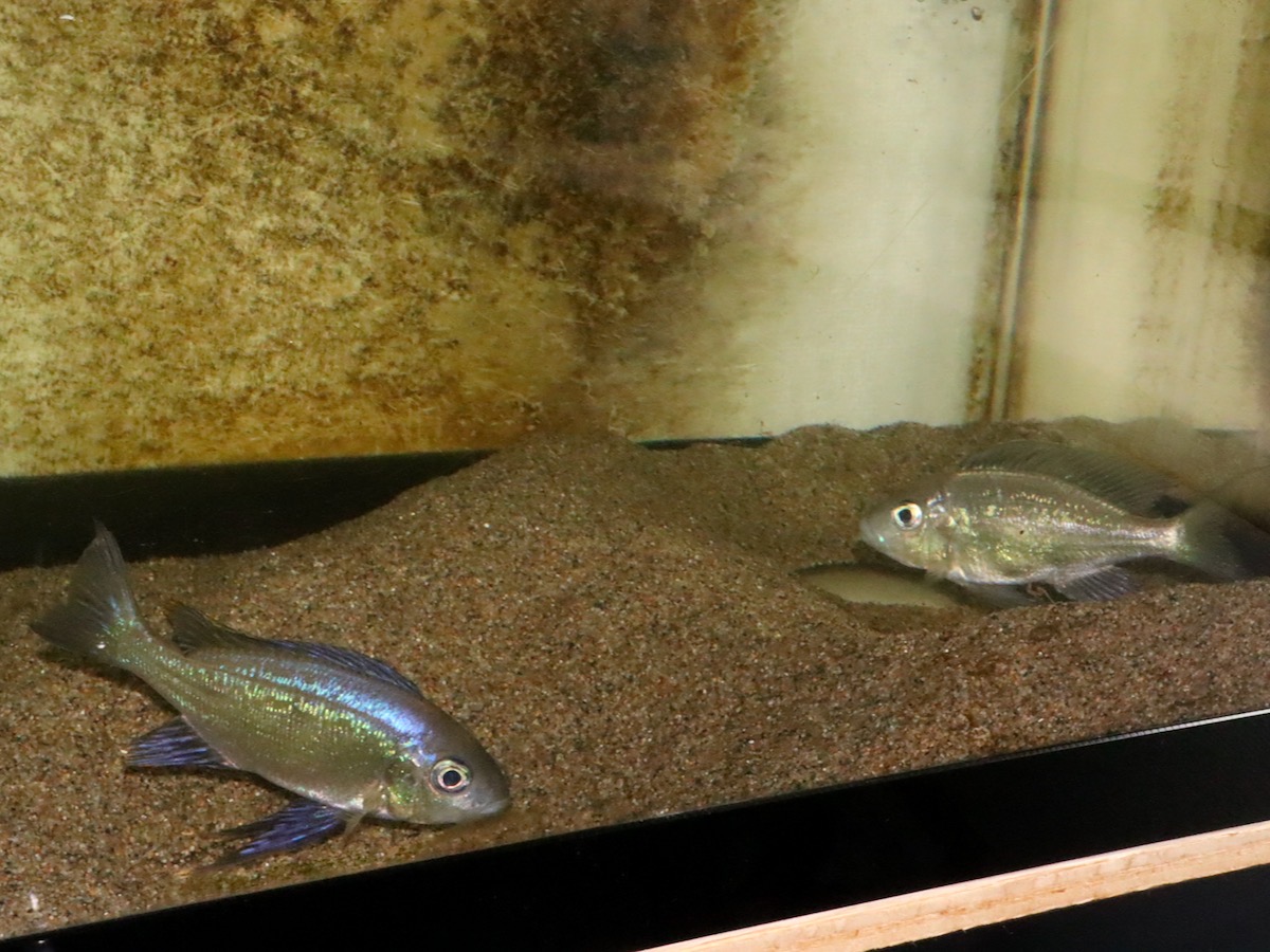 キアソファリンクス　フォアイ　モリロ　繁殖 Cyathopharynx foae (foai) breeding