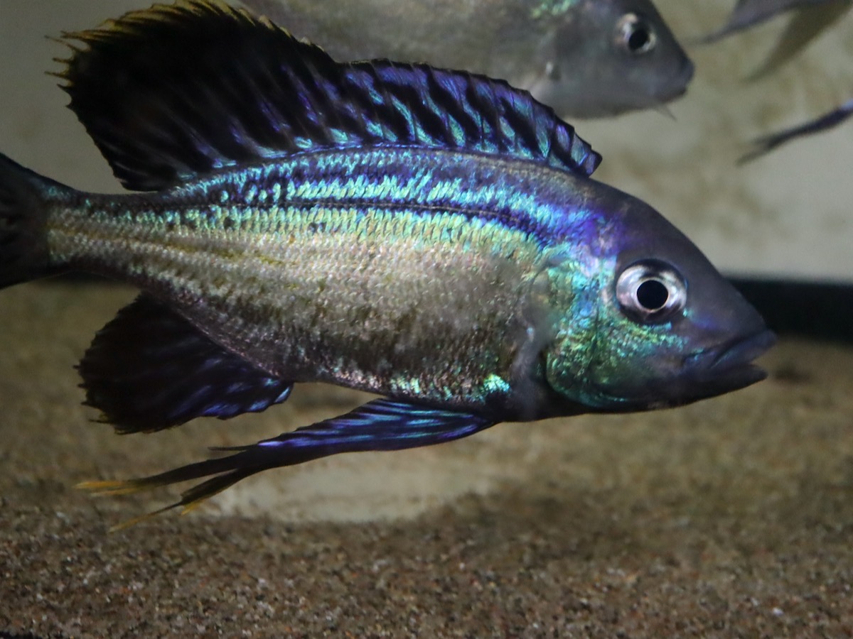 キアソファリンクス　フォアイ　モリロ　繁殖 Cyathopharynx foae (foai) breeding