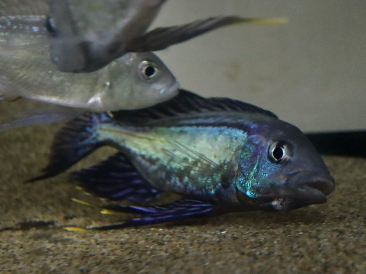 キアソファリンクス　フォアイ　モリロ　繁殖 Cyathopharynx foae (foai) breeding