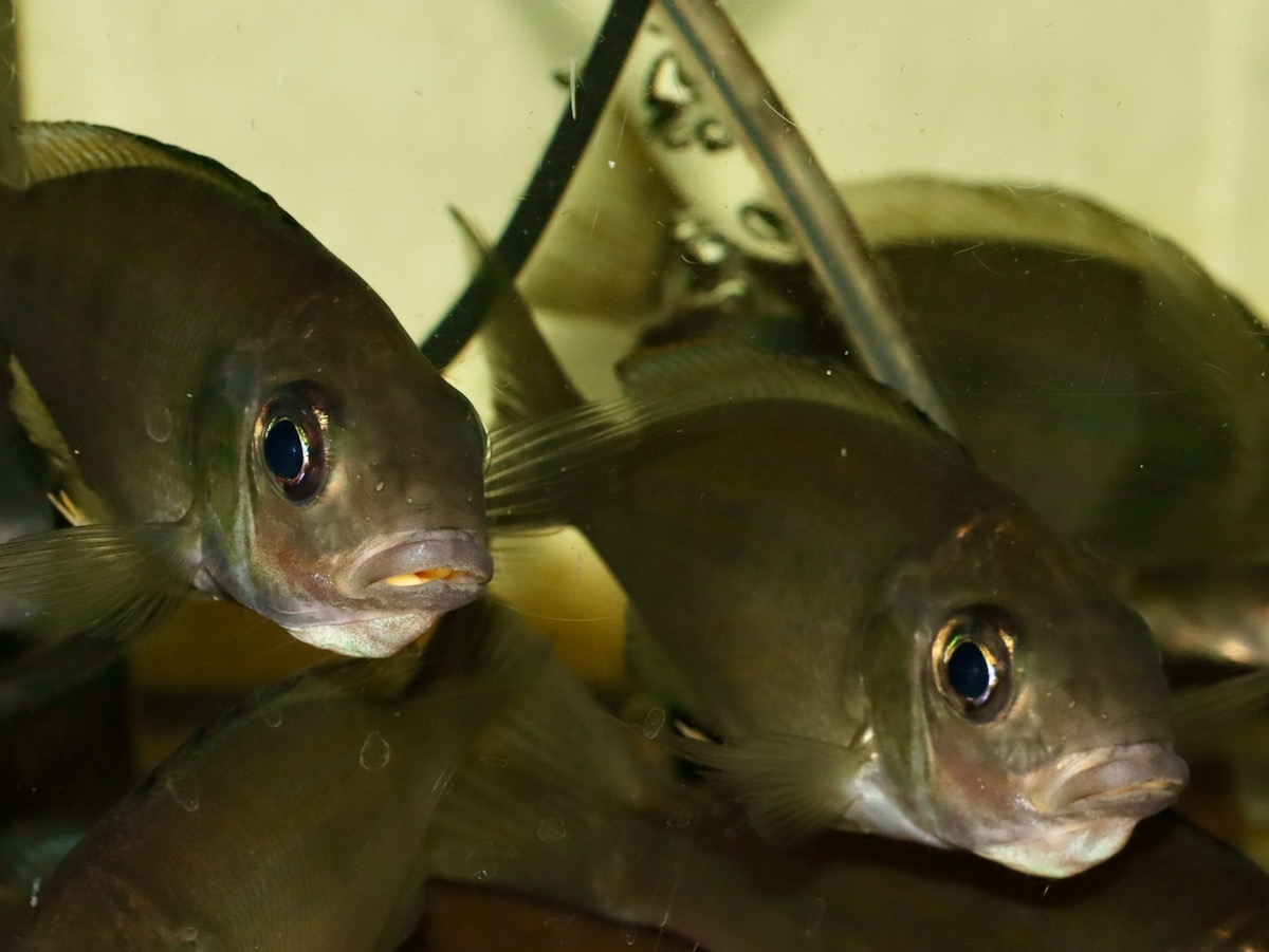 キアソファリンクス　フォアイ　モリロ　口内保育 Cyathopharynx foae (foai) mouthbrooding