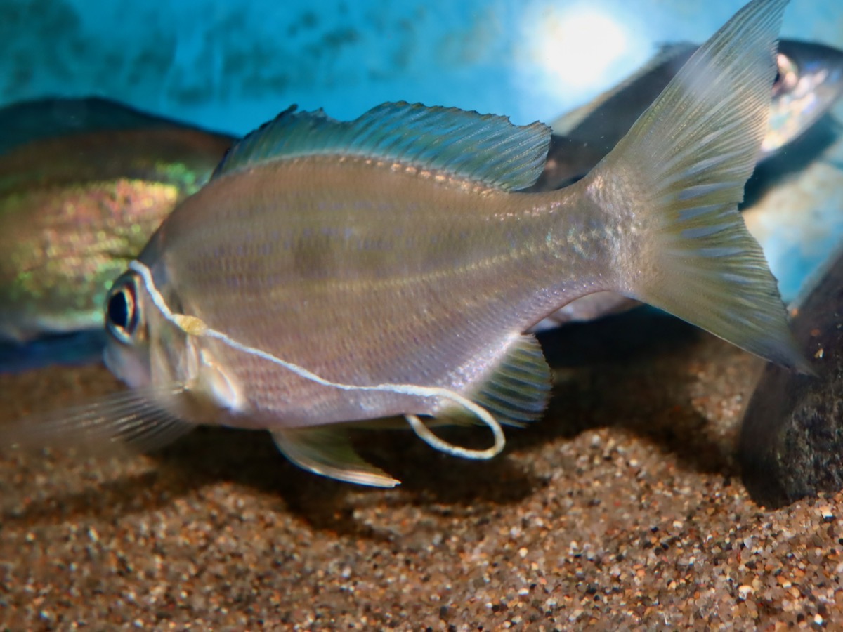 キアソファリンクス　フォアイ　モリロ　繁殖 Cyathopharynx foae (foai) breeding