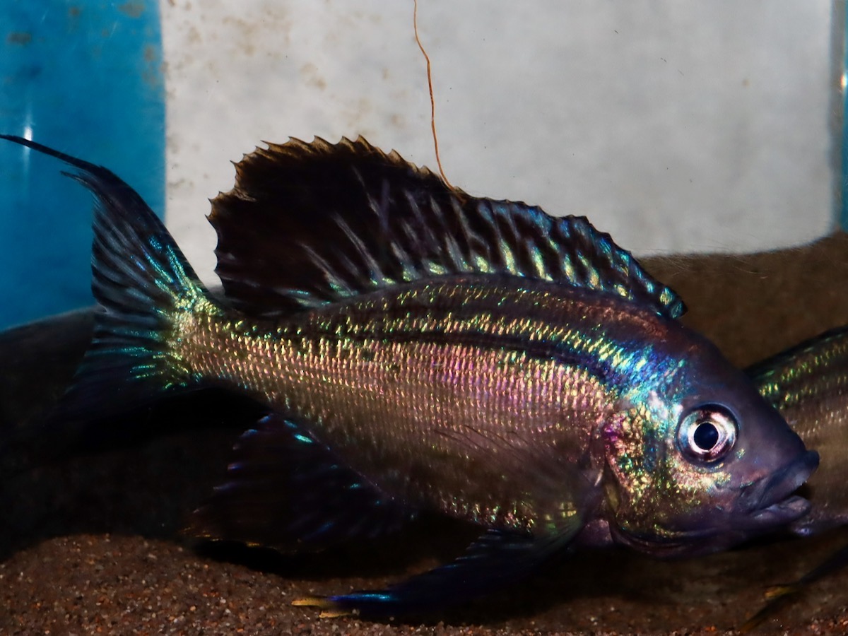 キアソファリンクス　フォアイ　モリロ　繁殖 Cyathopharynx foae (foai) breeding