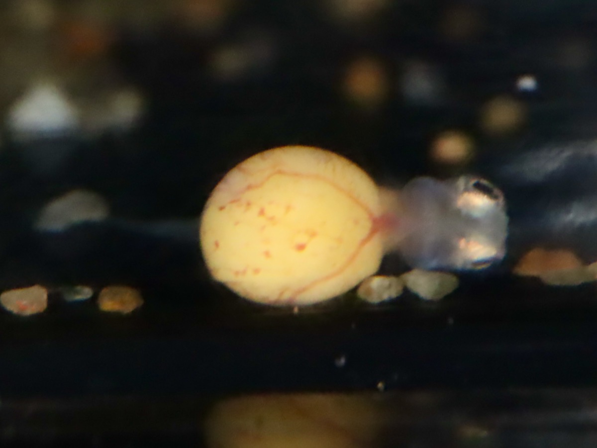 キアソファリンクス　フォアイ　モリロ　胚 Cyathopharynx foae (foai) embryo
