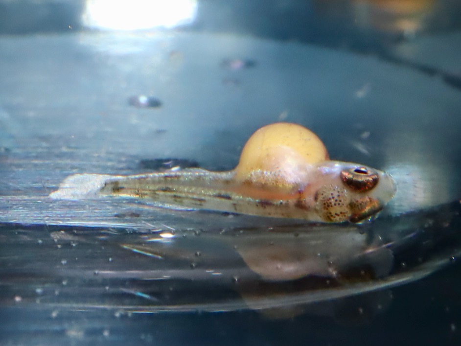 キアソファリンクス　フォアイ　モリロ　胚 Cyathopharynx foae (foai) embryo