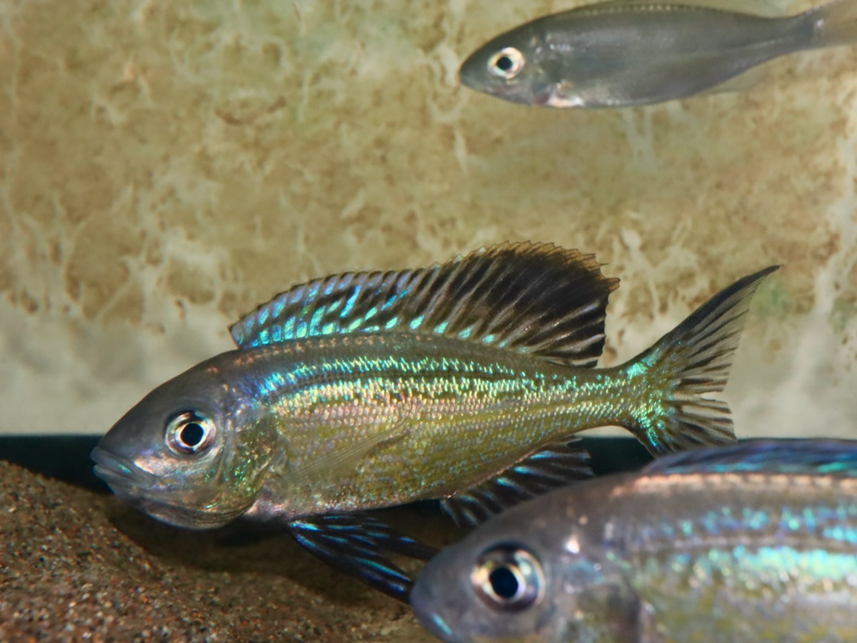 キアソファリンクス　フォアイ　モリロ　繁殖 Cyathopharynx foae (foai) breeding