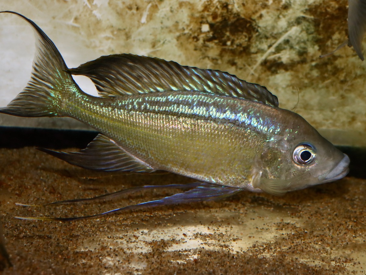 キアソファリンクス　フォアイ　モリロ　繁殖 Cyathopharynx foae (foai) breeding