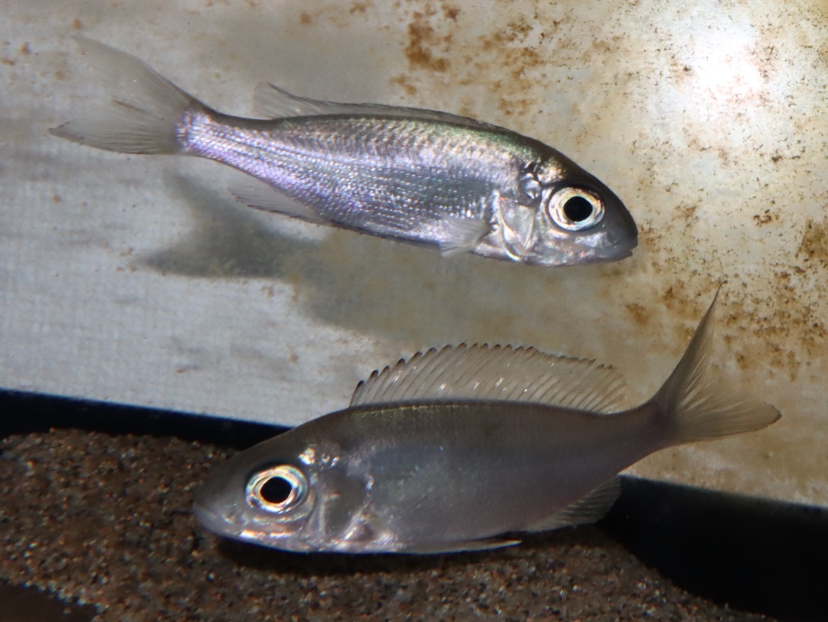 キアソファリンクス　フルシファー（フルキフェール） ハレンベ　Cyathopharynx furcifer Halembe