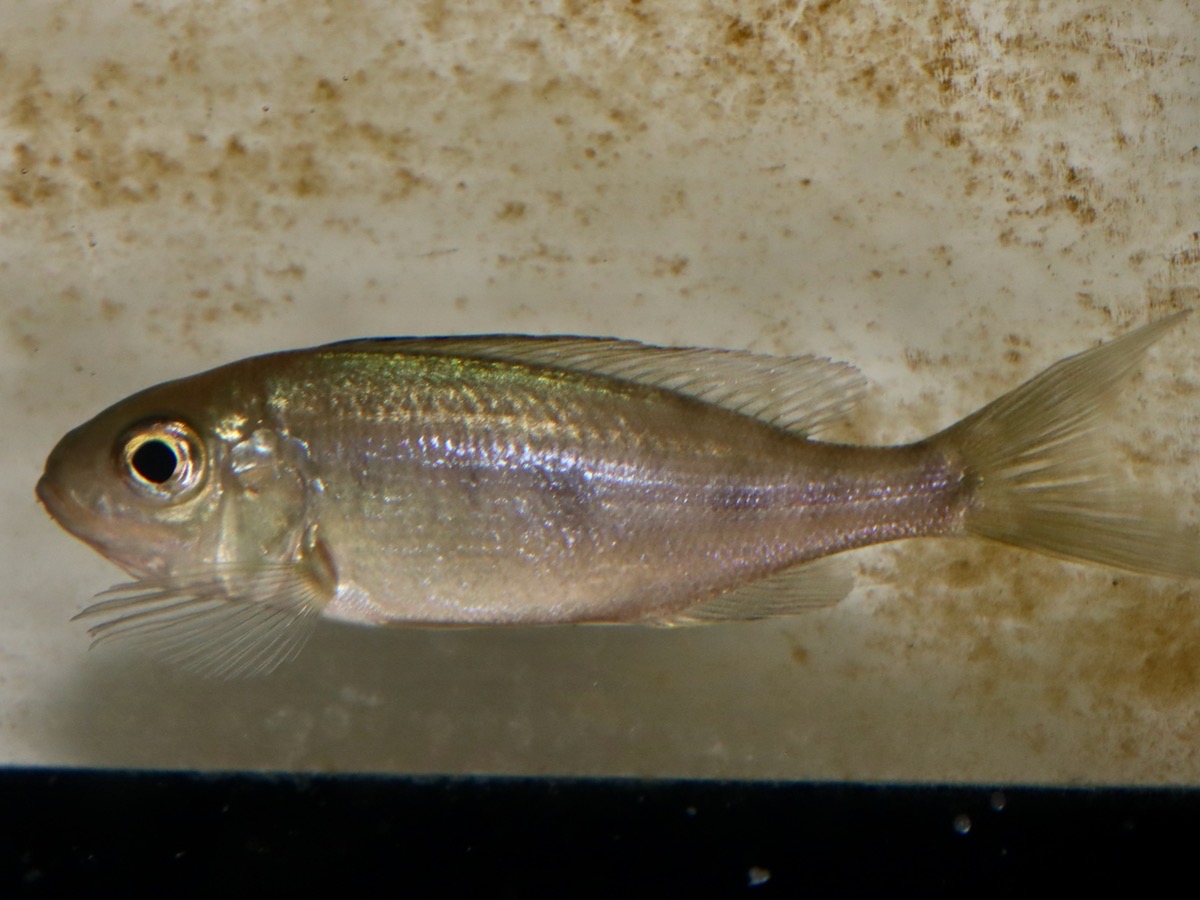 キアソファリンクス　フルシファー（フルキフェール） ハレンベ　Cyathopharynx furcifer Halembe