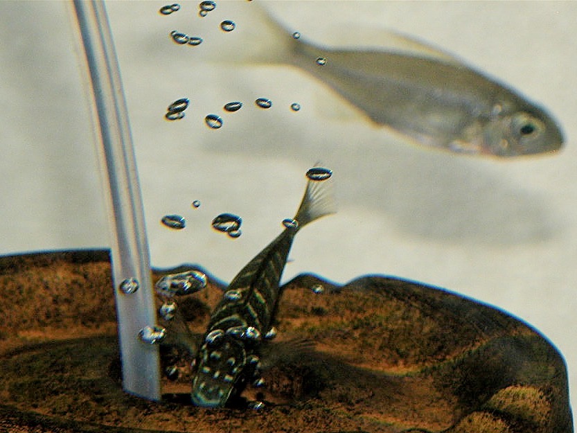 トロフェウス　モーリィ（モーリー）レッドレインボー　カサンガ　幼魚Tropheus moorii Redrainbow Kasanga baby