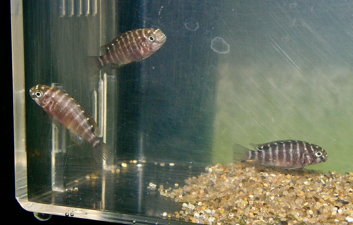 トロフェウス　モーリィ（モーリー）レッドレインボー　カサンガ　幼魚Tropheus moorii Redrainbow Kasanga baby