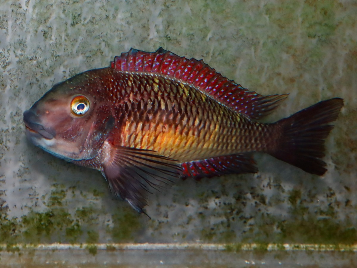 トロフェウス　モーリィ（モーリー）レッドレインボー　カサンガ　繁殖 Tropheus moorii Redrainbow Kasanga breeding