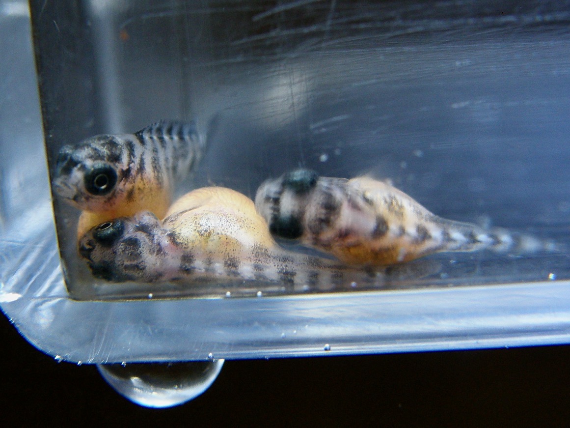 トロフェウス　モーリィ（モーリー）レッドレインボー　カサンガ　稚魚 Tropheus moorii Redrainbow Kasanga fry