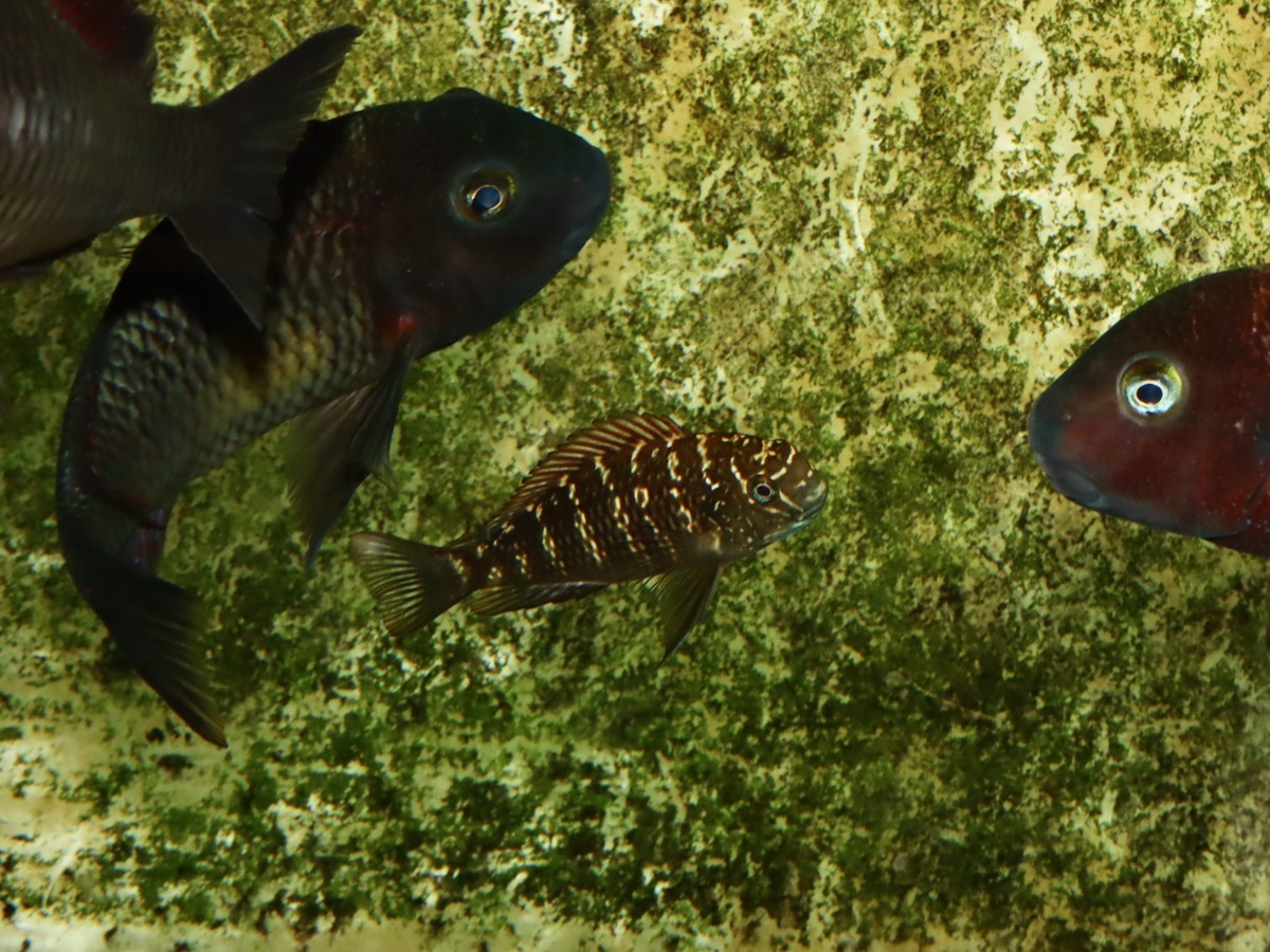 トロフェウス　モーリィ（モーリー）レッドレインボー　カサンガ　幼魚Tropheus moorii Redrainbow Kasanga baby