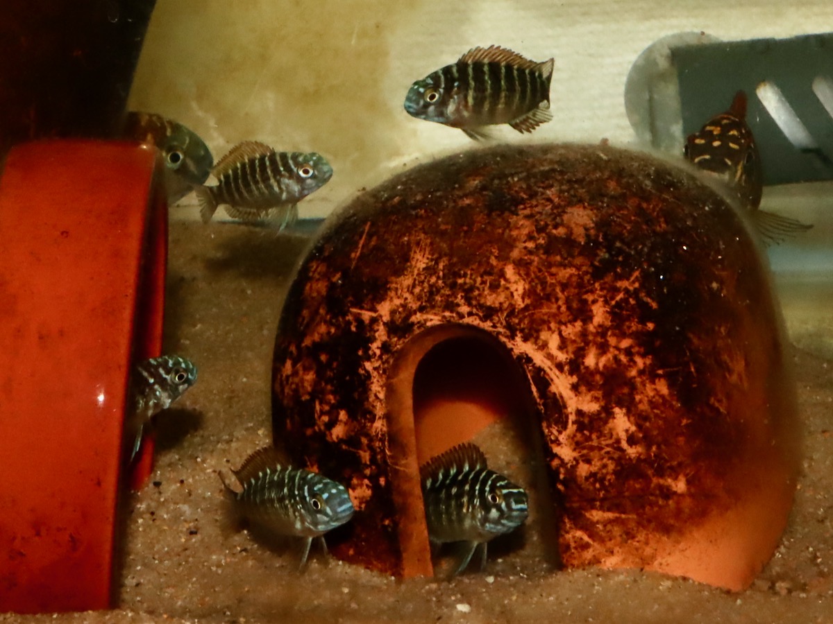 トロフェウス　モーリィ（モーリー）レッドレインボー　カサンガ　繁殖Tropheus moorii Redrainbow Kasanga breeding