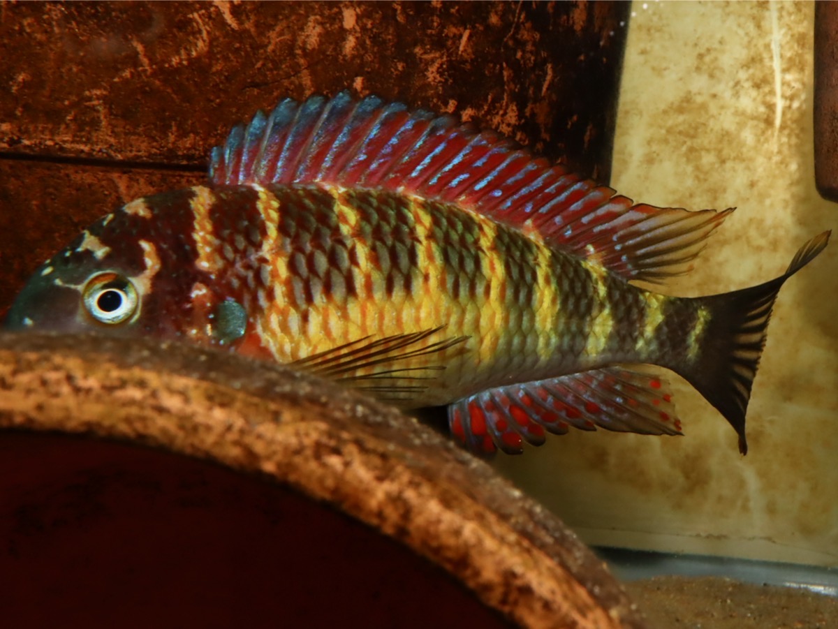 トロフェウス　モーリィ（モーリー）レッドレインボー　カサンガ　繁殖Tropheus moorii Redrainbow Kasanga breeding