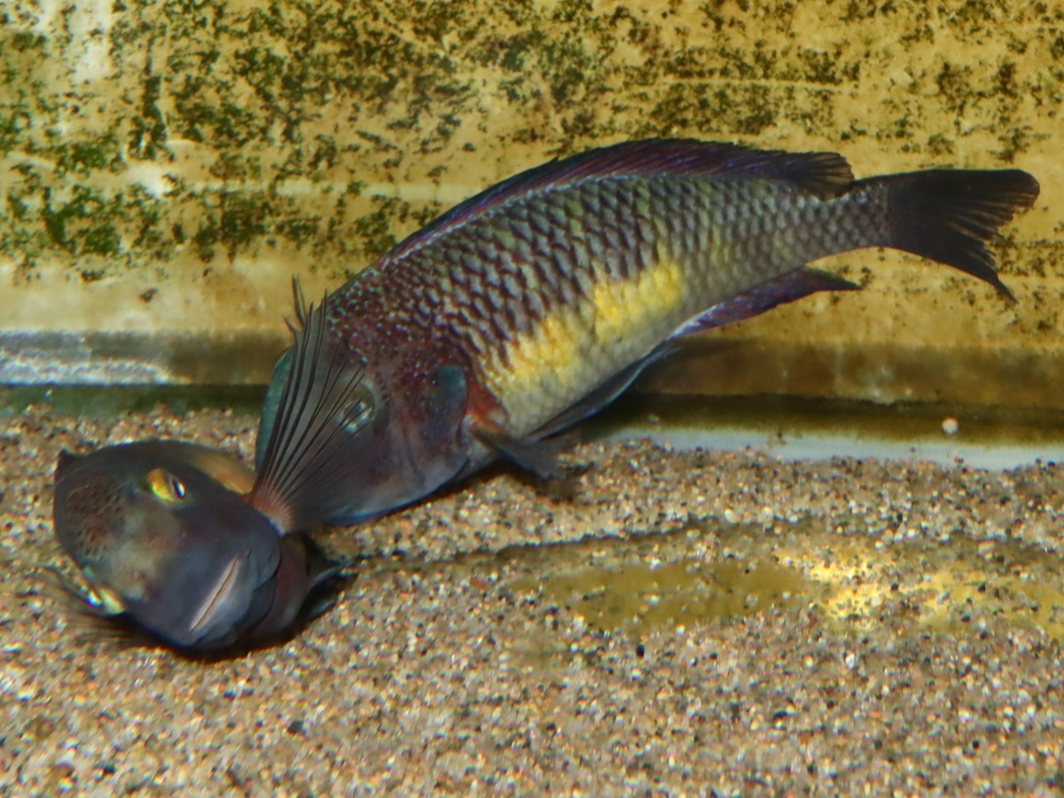トロフェウス　モーリィ（モーリー）レッドレインボー　カサンガ　繁殖行動　Tropheus moorii Redrainbow Kasanga breeding