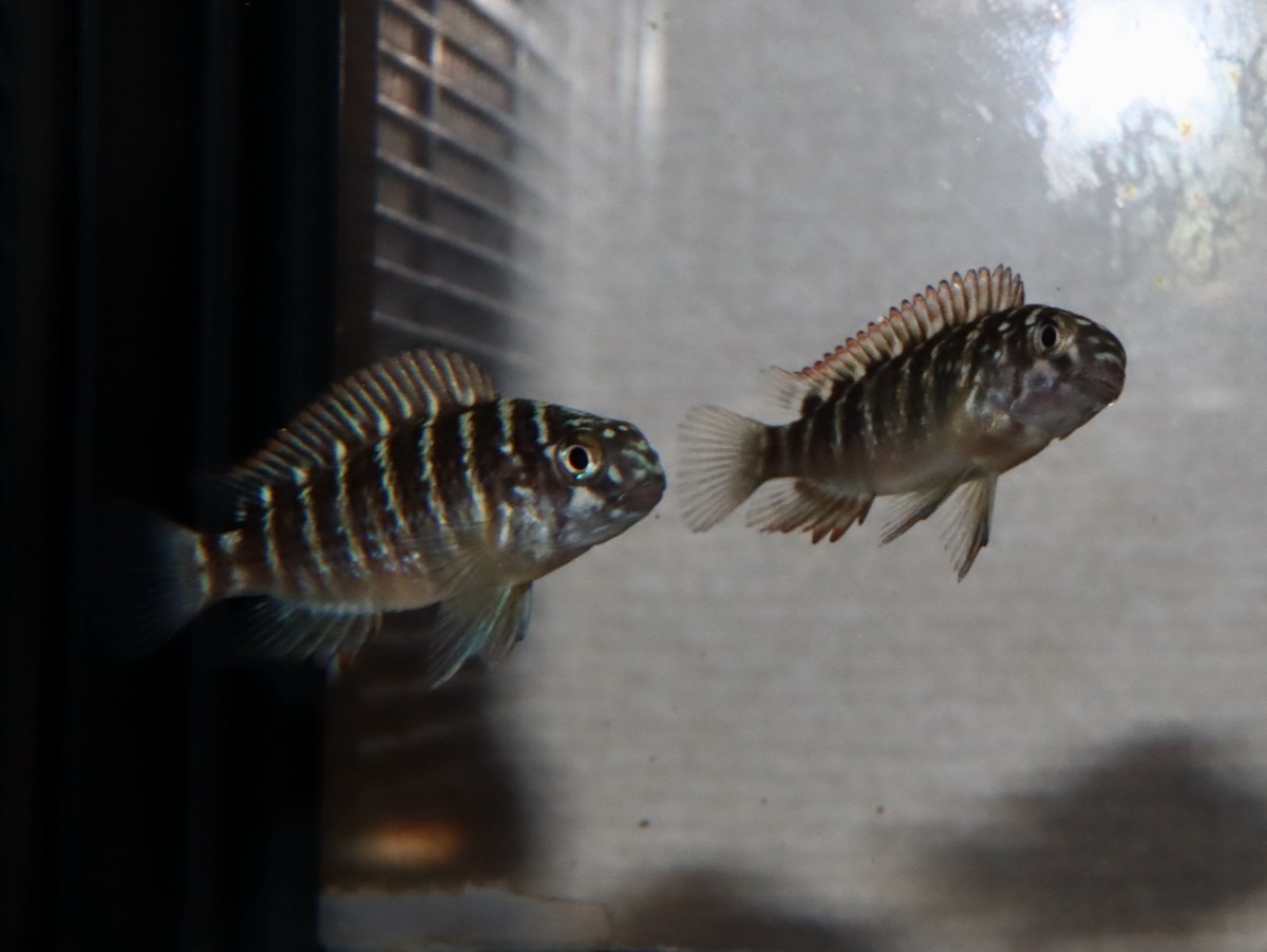 トロフェウス　モーリィ（モーリー）レッドレインボー　カサンガ　幼魚　Tropheus moorii Redrainbow Kasanga baby