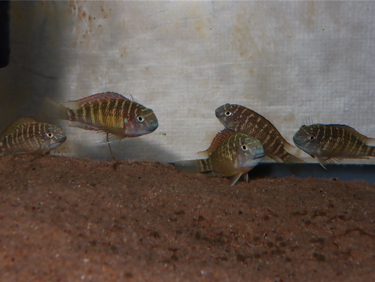 トロフェウス　モーリィ（モーリー）レッドレインボー　カサンガ　繁殖 Tropheus moorii Redrainbow Kasanga breeding