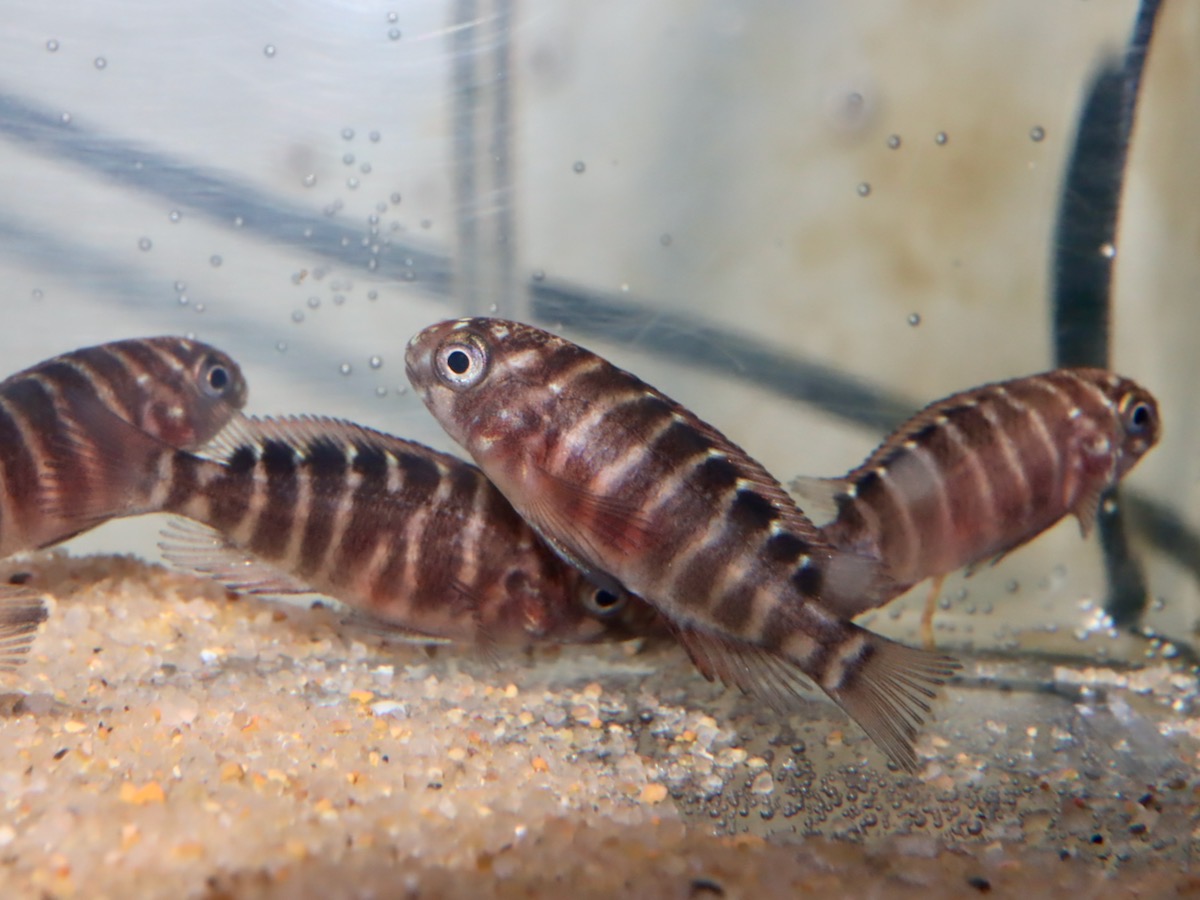 トロフェウス　モーリィ（モーリー）レッドレインボー　カサンガ　稚魚 Tropheus moorii Redrainbow Kasanga baby