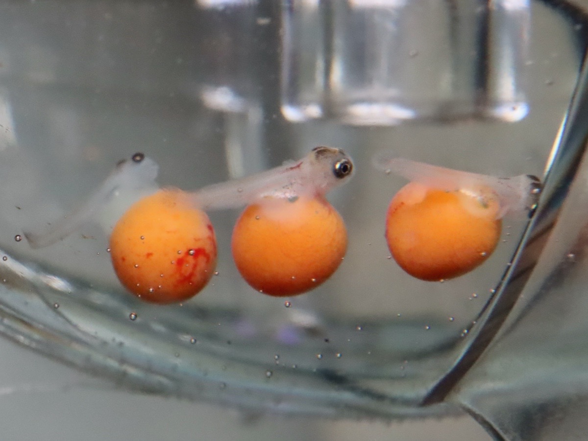 トロフェウス　モーリィ（モーリー）レッドレインボー　カサンガ　胚　Tropheus moorii Redrainbow Kasanga embryo