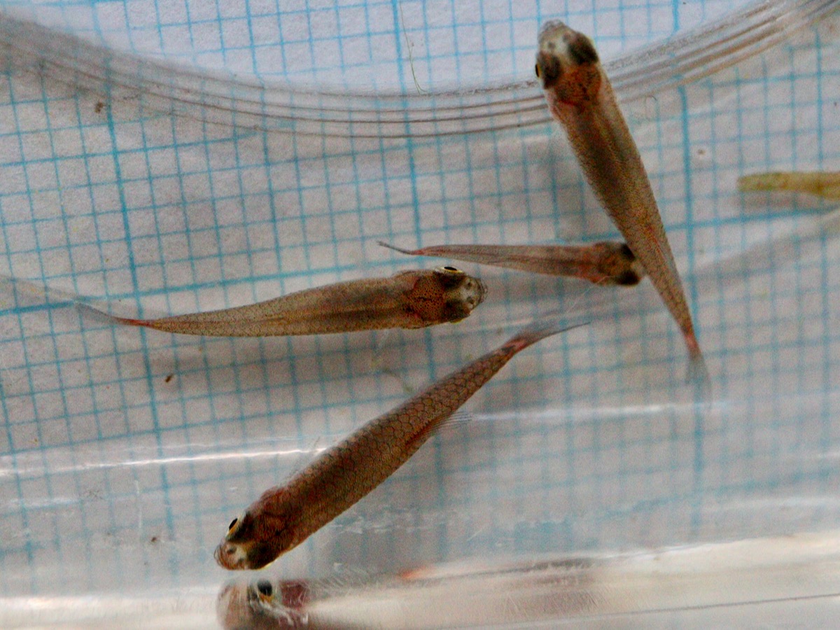 ダニオ　エリスロミクロン　繁殖幼魚　Danio erythromicron bred juvenile