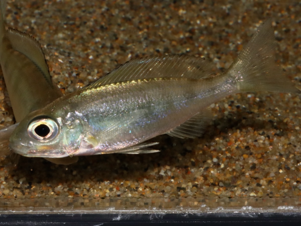 キアソファリンクス　フルシファー（フルキフェール）マガラ Cyathopharynx furcifer Magara