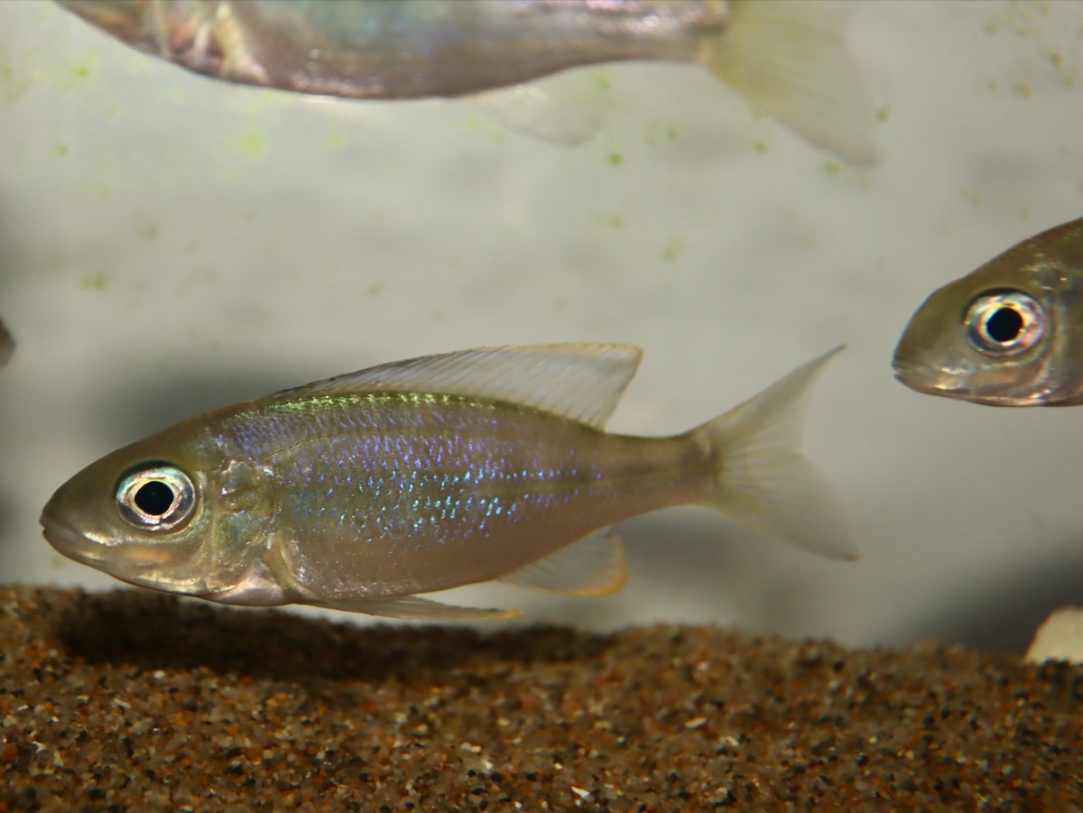 キアソファリンクス　フルシファー（フルキフェール）マガラ Cyathopharynx furcifer Magara