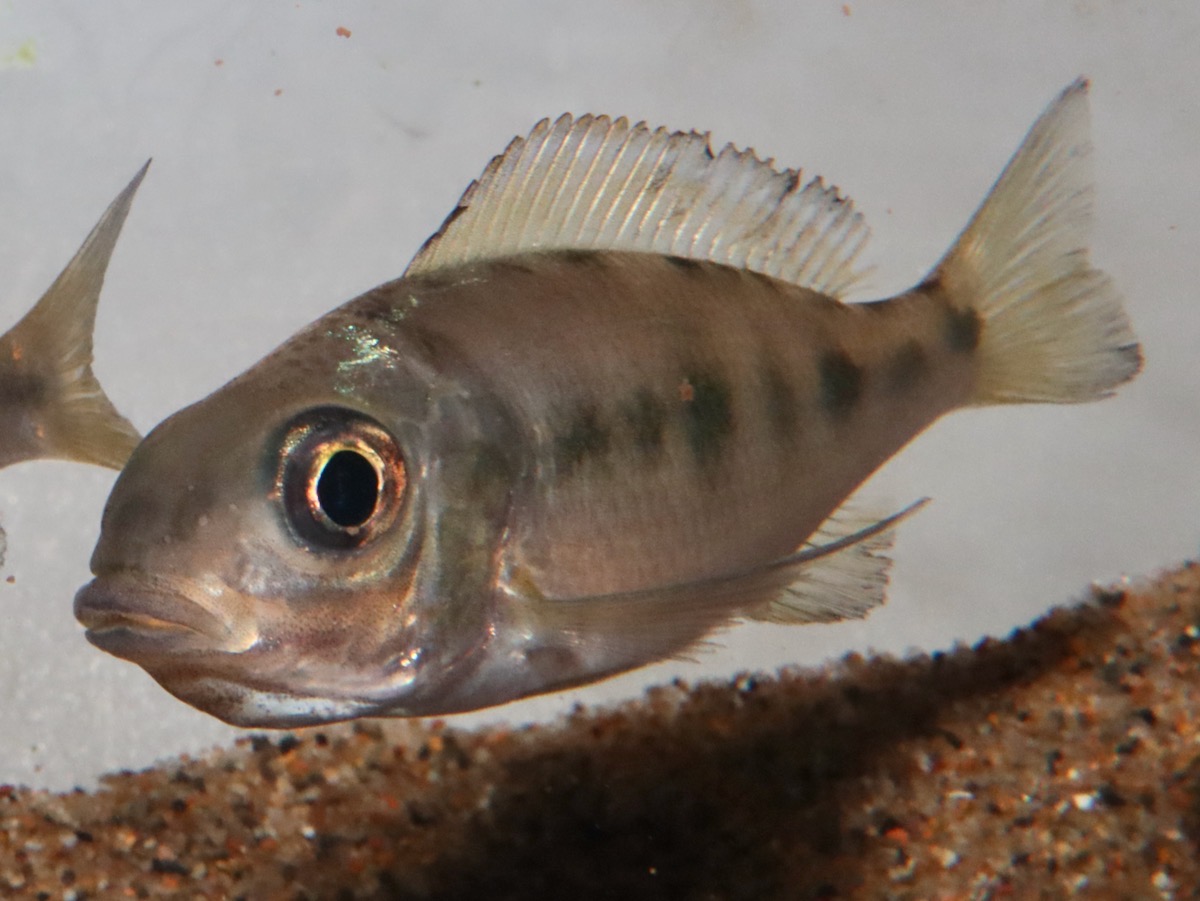 キアソファリンクス　フルシファー（フルキフェール）マガラ 繁殖 Cyathopharynx furcifer Magara breeding