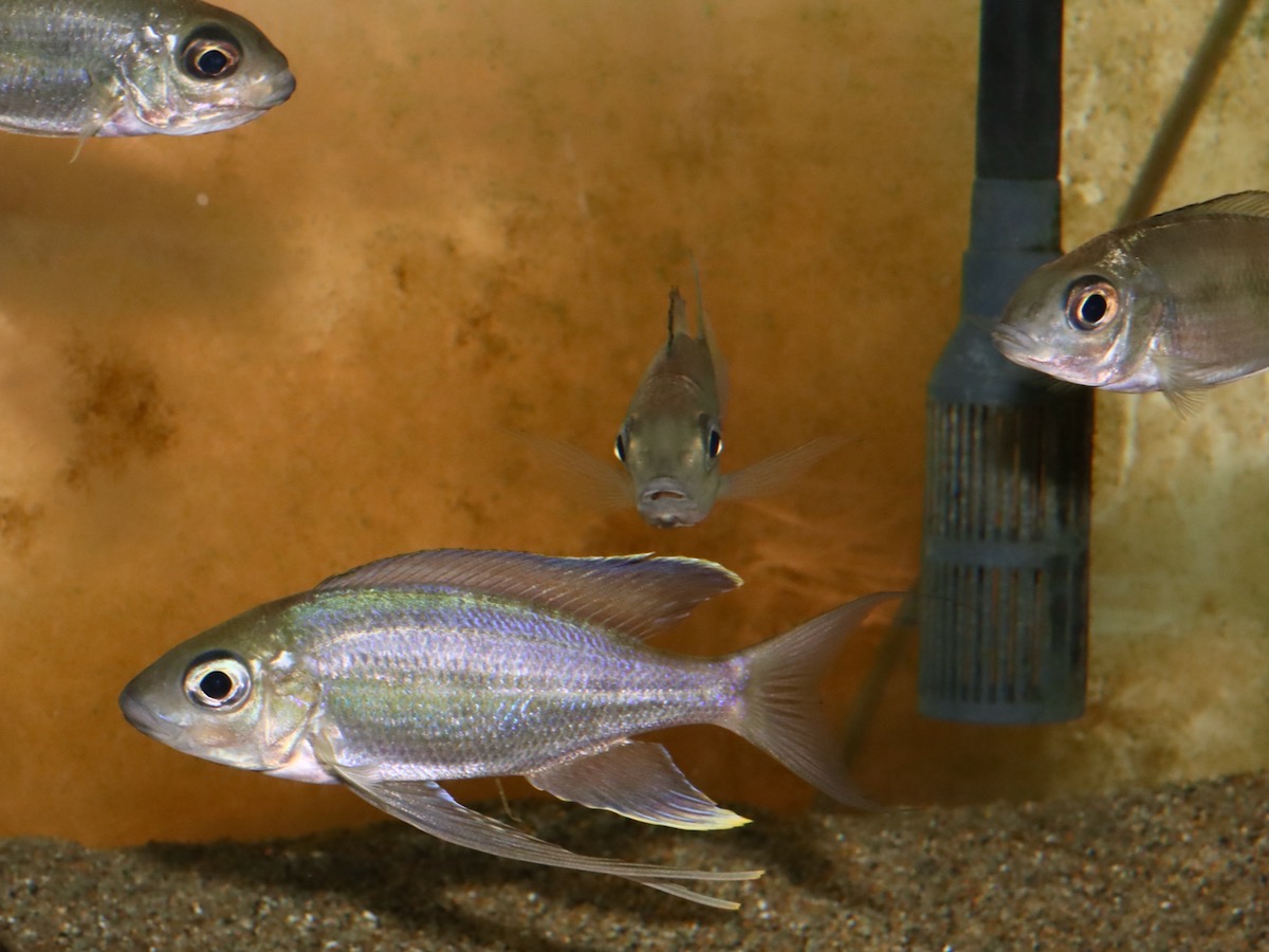 キアソファリンクス　フルシファー（フルキフェール）マガラ Cyathopharynx furcifer Magara