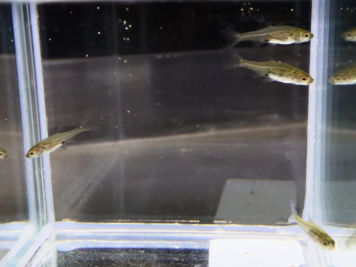 レッドフィンレッドノーズ 繁殖 Sawbwa resplendens breeding
