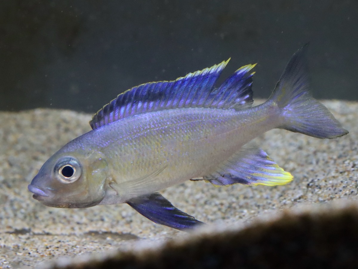キアソファリンクス フルシファー フルキフェール Cyathopharynx furcifer