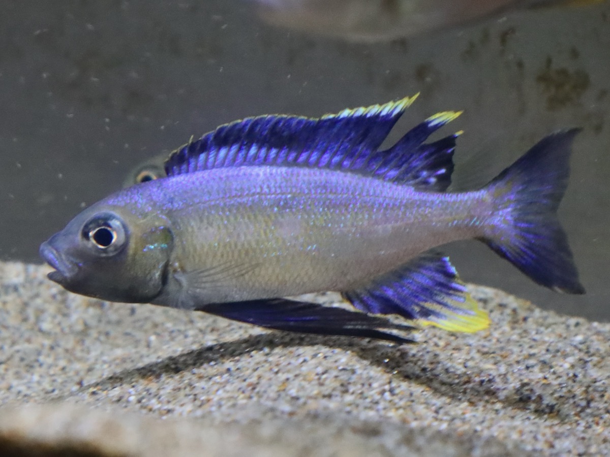 キアソファリンクス フルシファー フルキフェール Cyathopharynx furcifer