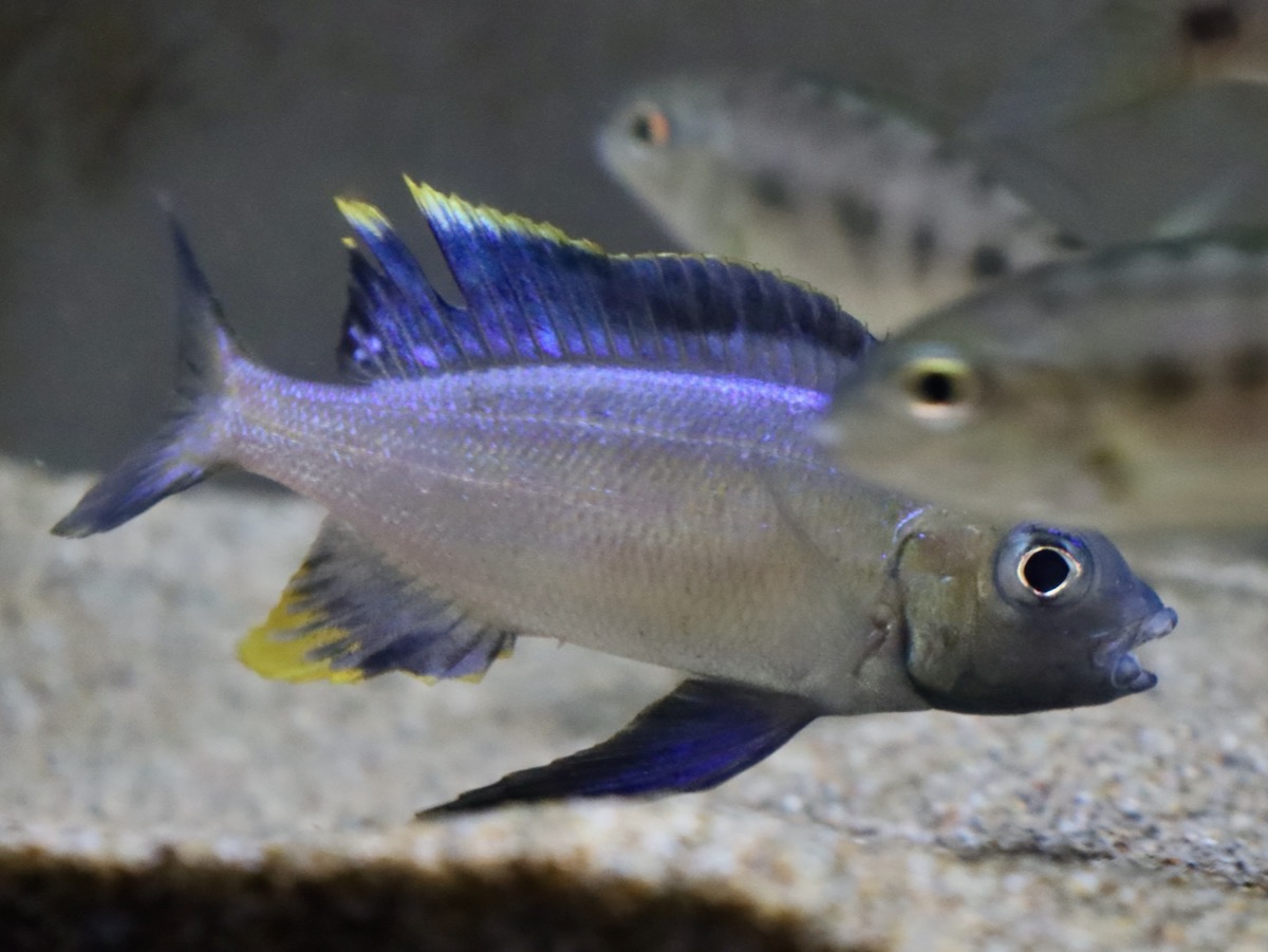キアソファリンクス フルシファー フルキフェール Cyathopharynx furcifer